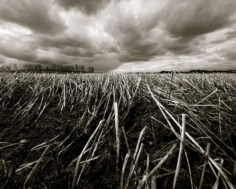 Harvested Cornfield — Black