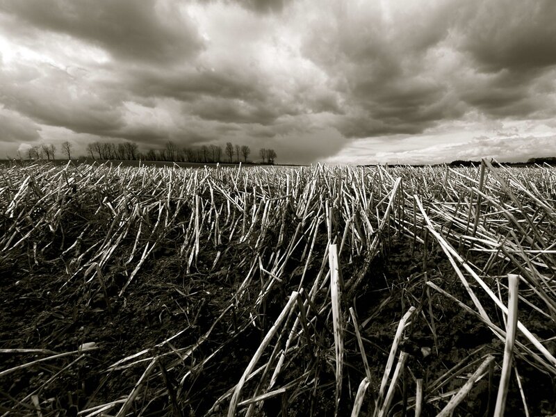 Harvested Cornfield