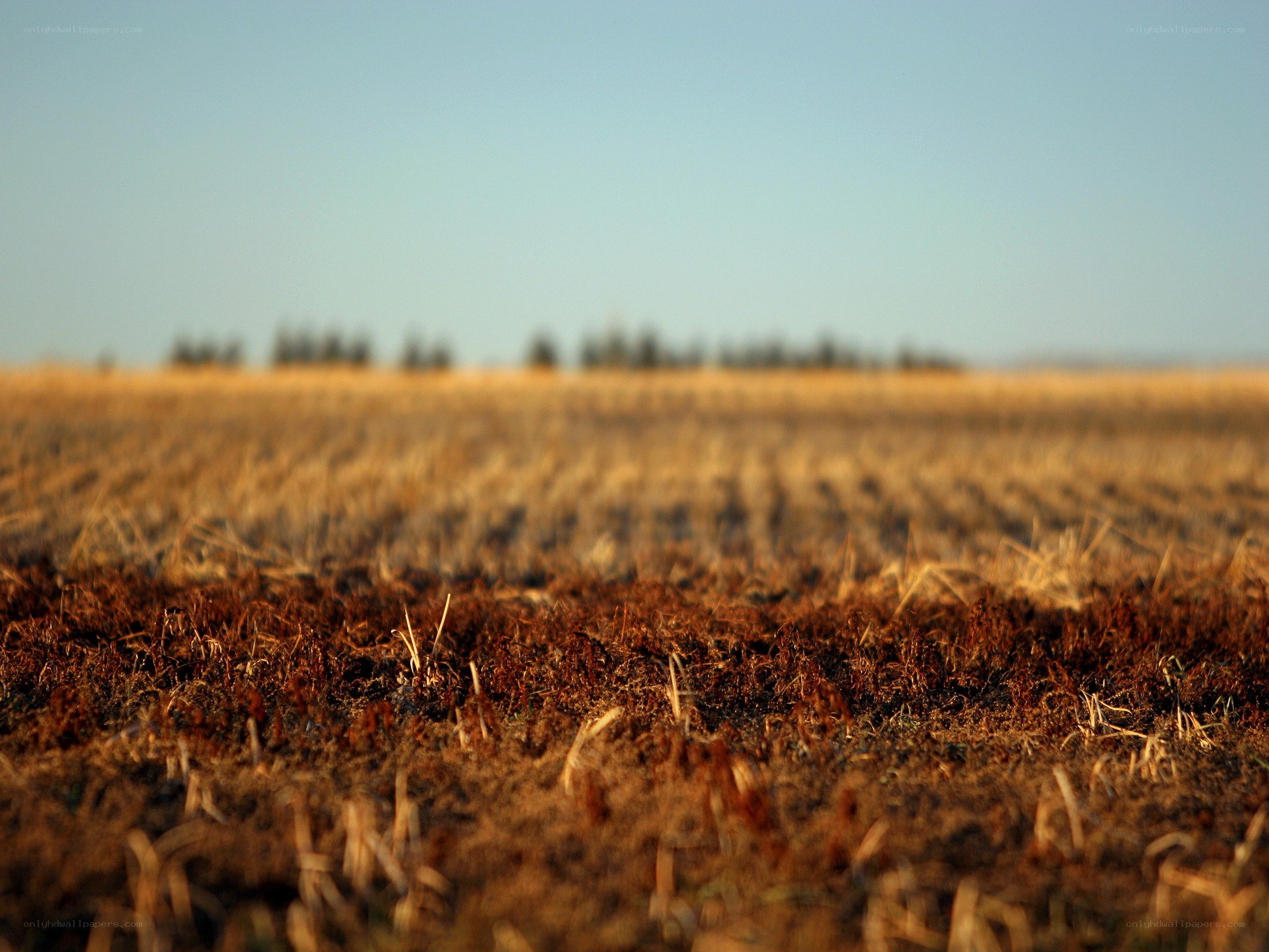 Harvested field at sunset