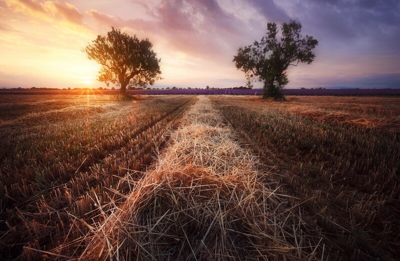 Harvested Field at Sunset — Purple