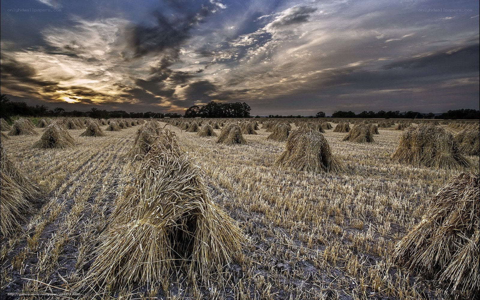 Harvested field at sunset