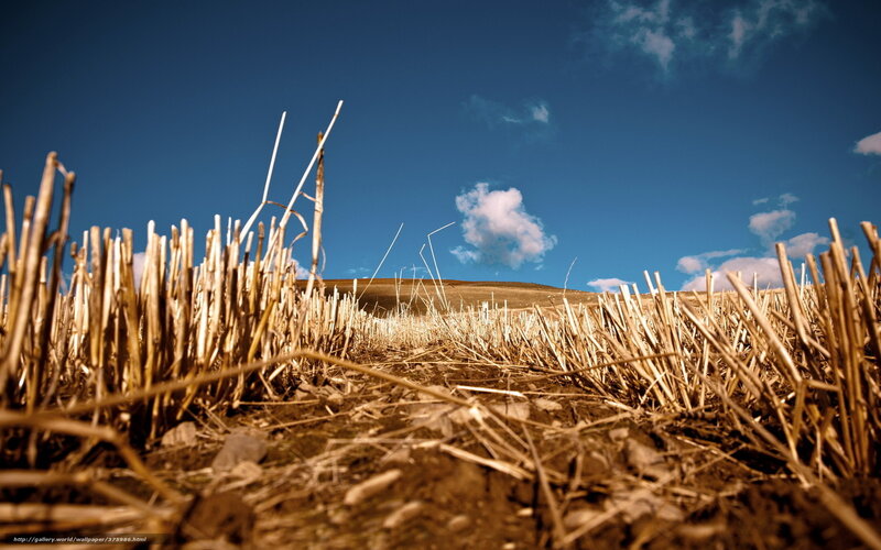 Harvested Field Stubble