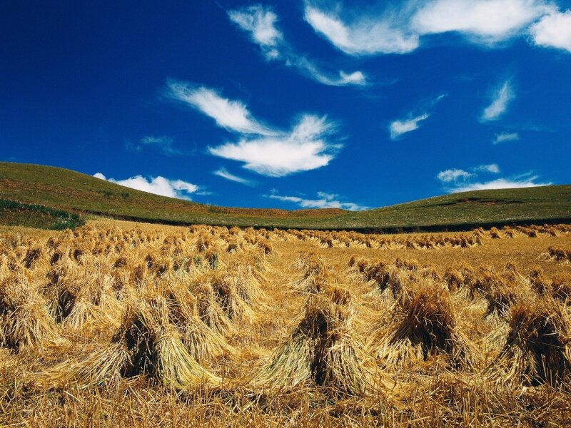 Harvested field under blue sky