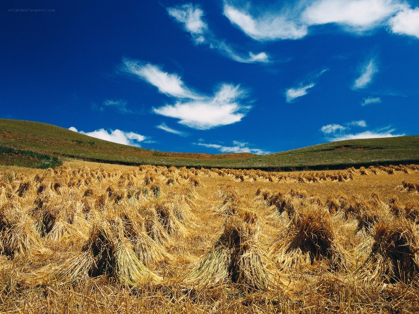 Harvested field under blue sky