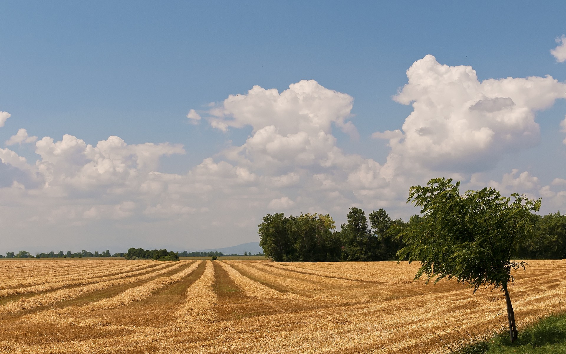 Harvested field under cloudy sky