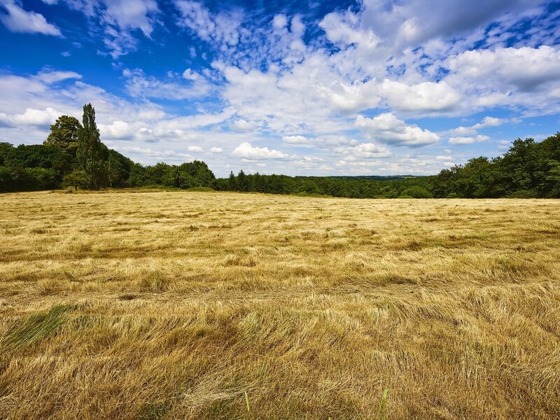 Harvested Field under Sky