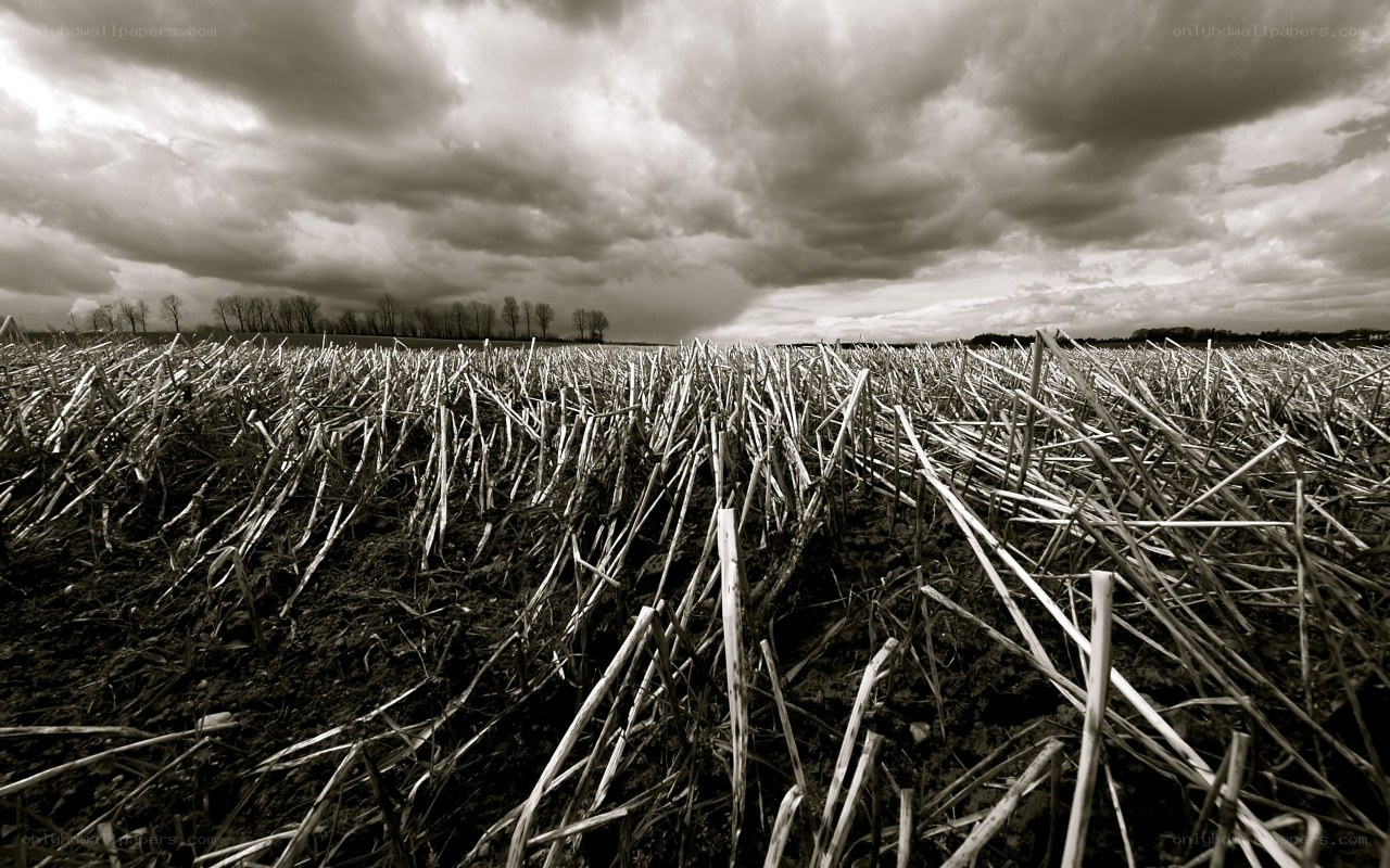 Harvested Field Under Stormy Sky