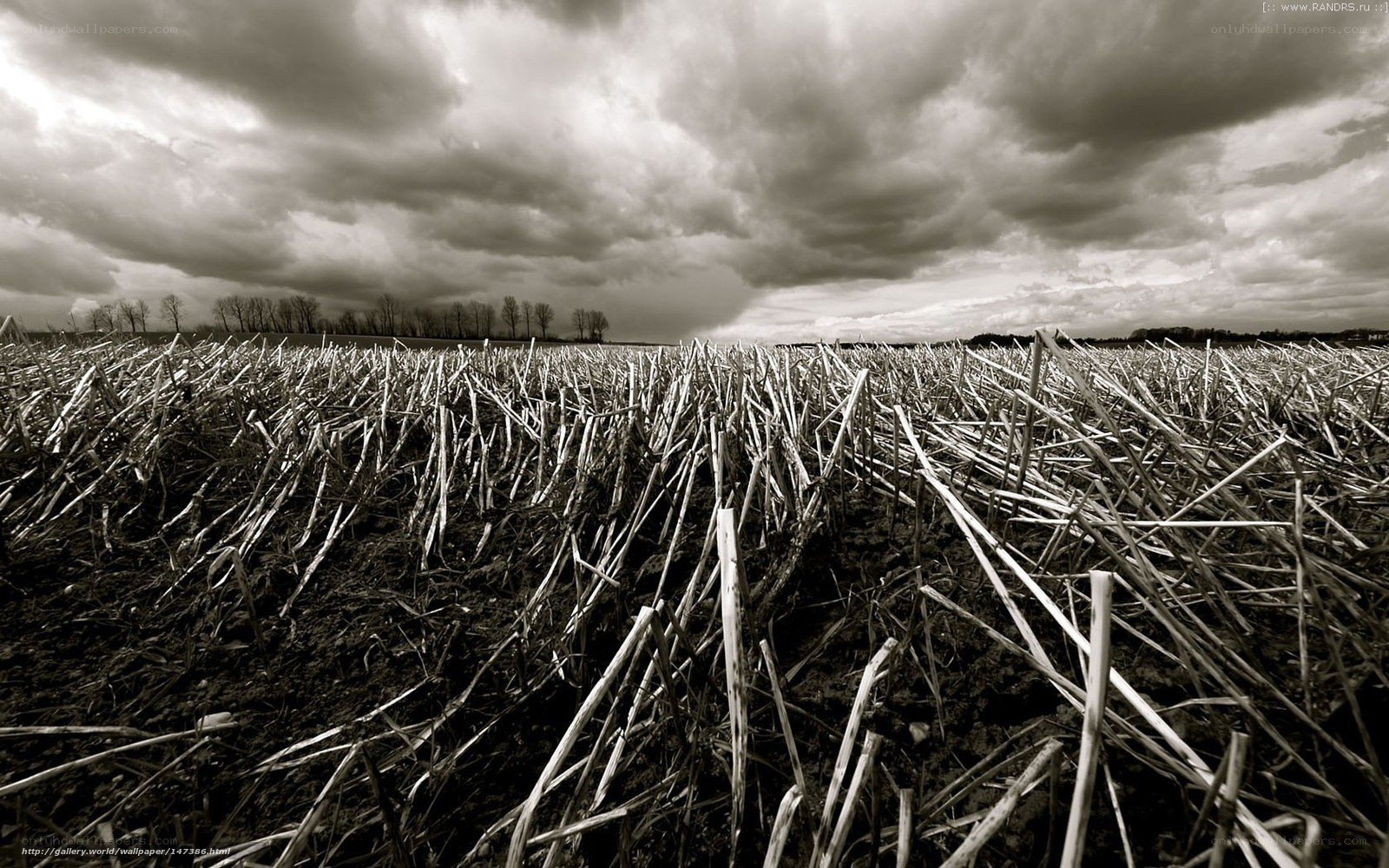 Harvested Field Under Stormy Sky