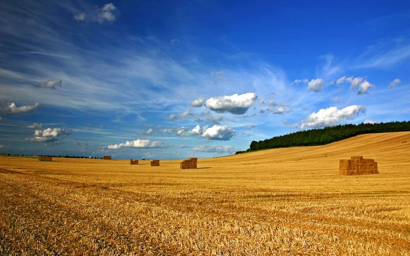 Harvested field with hay bales