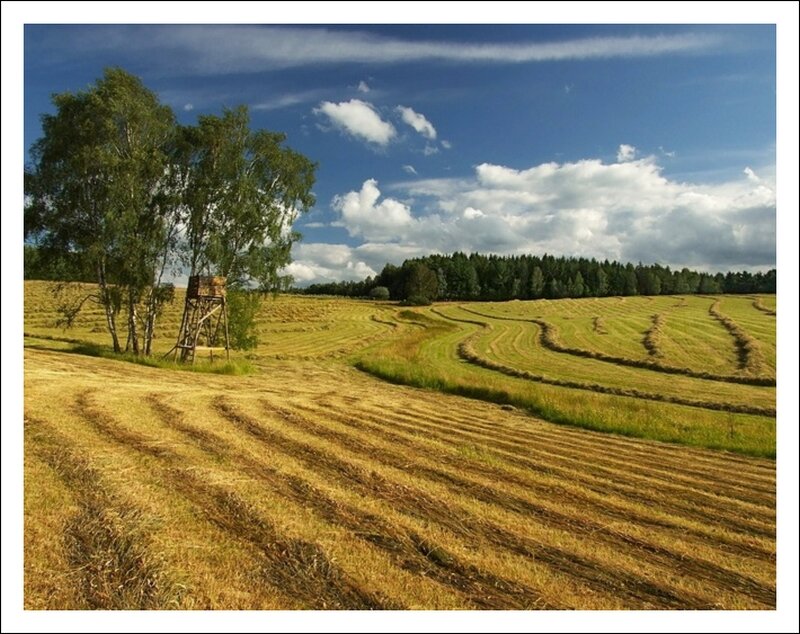 Harvested Field with Hay Bales — Blue