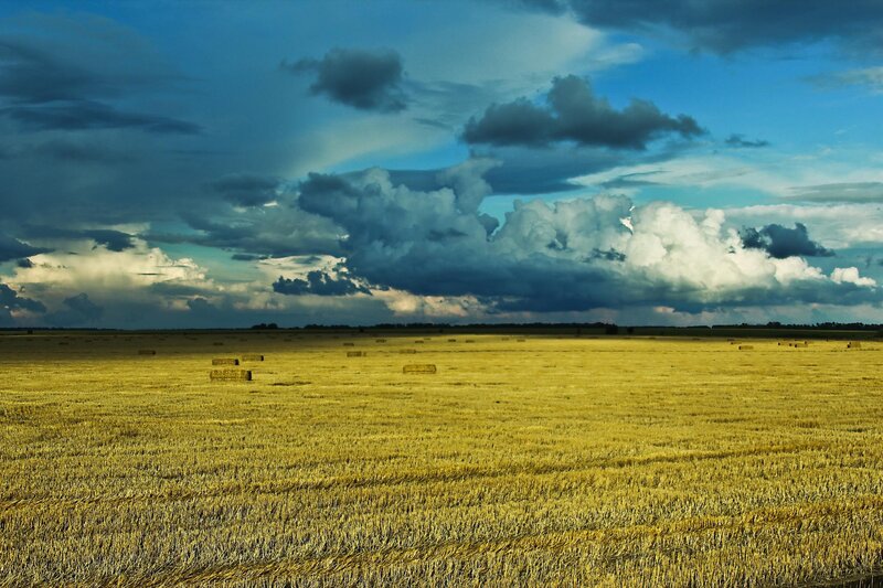 Harvested Field with Hay Bales — Yellow