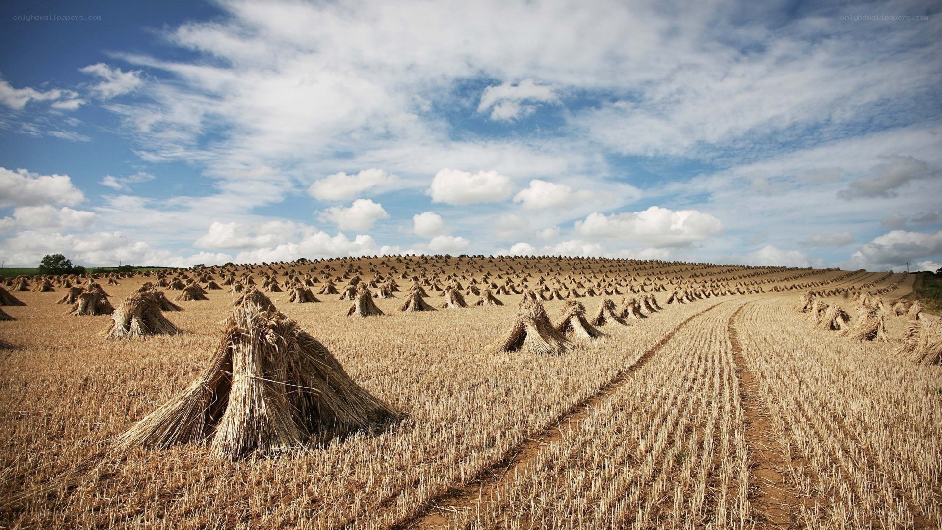 Harvested field with sheaves