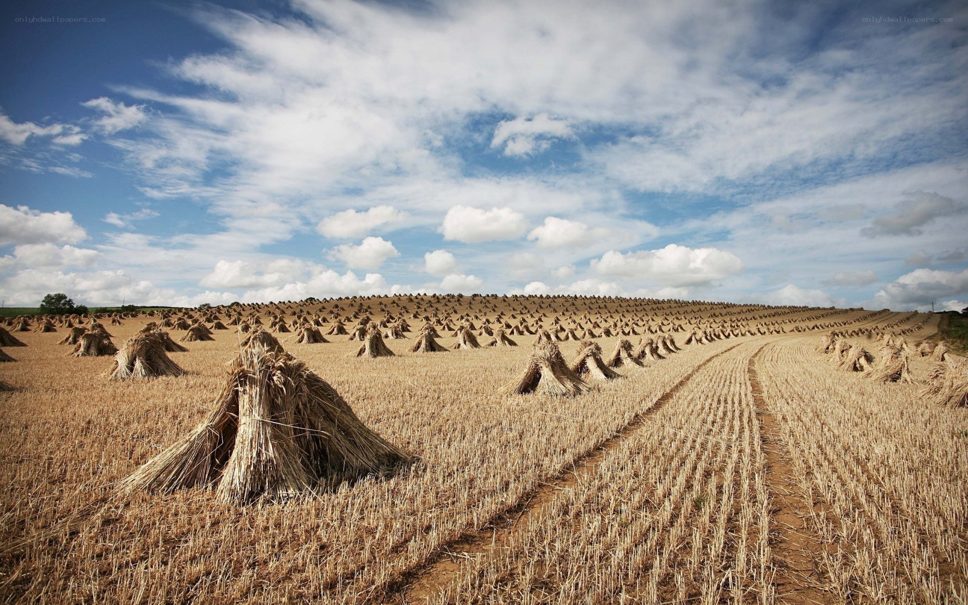 Harvested field with sheaves