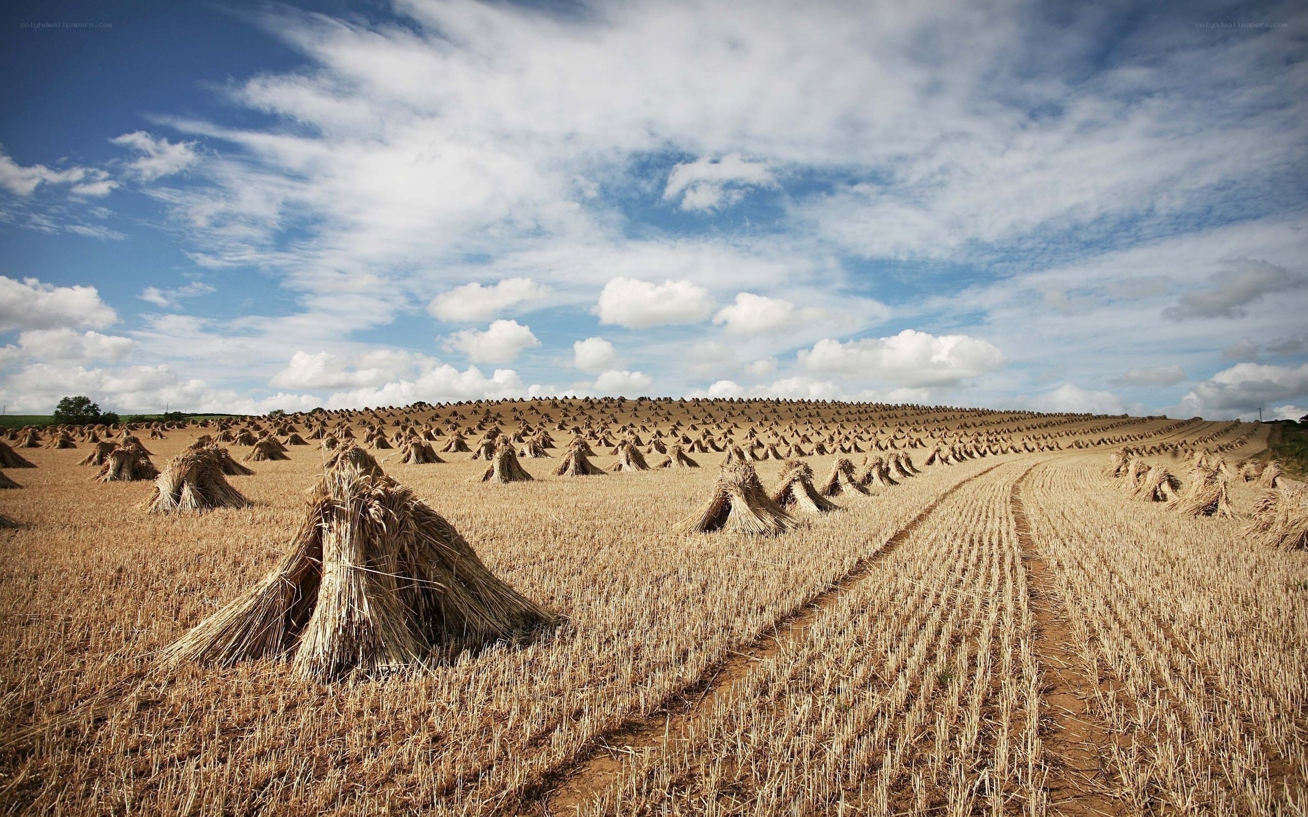 Harvested field with sheaves