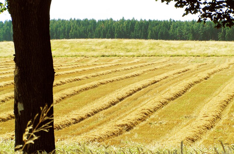 Harvested field with tree