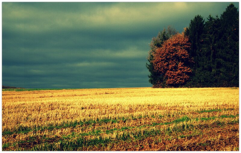 Harvested Field with Trees