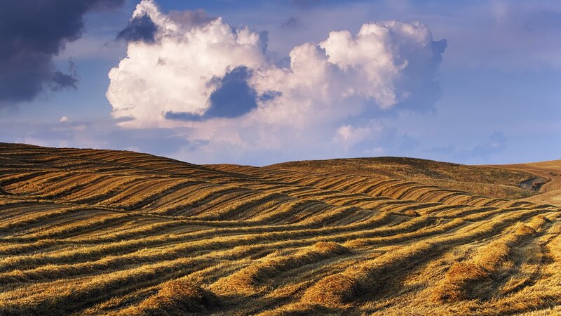 Harvested Fields — Gold, Serene