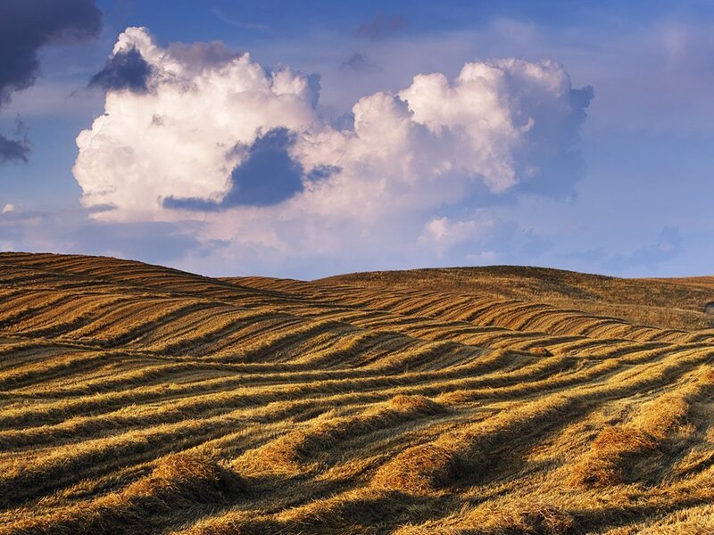 Harvested Fields