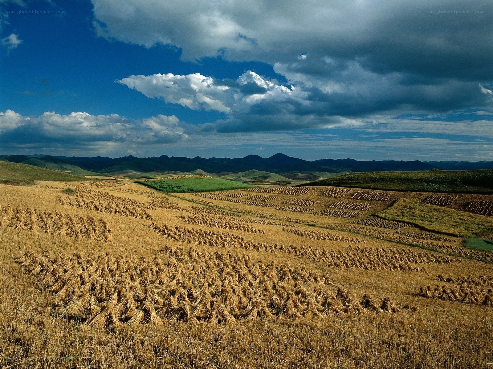 Harvested fields under cloudy sky