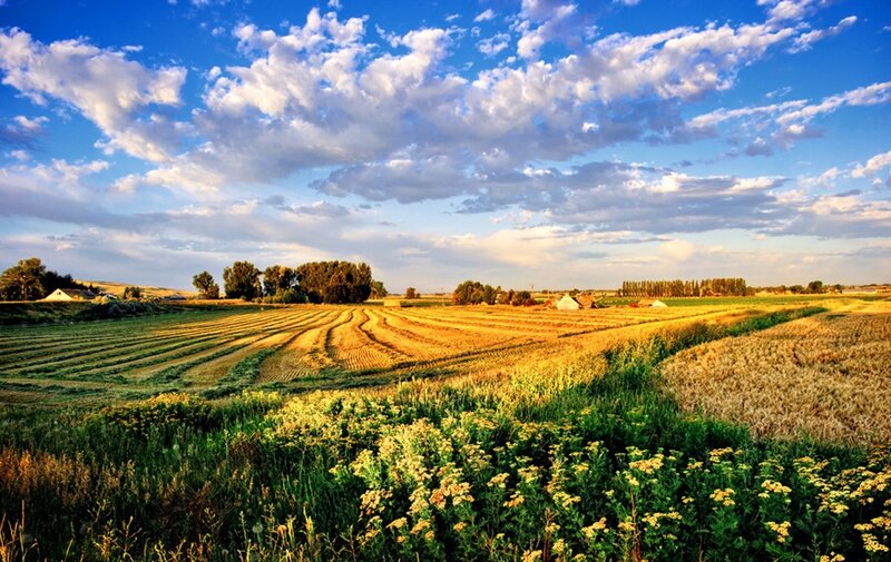 Harvested Fields under Sky