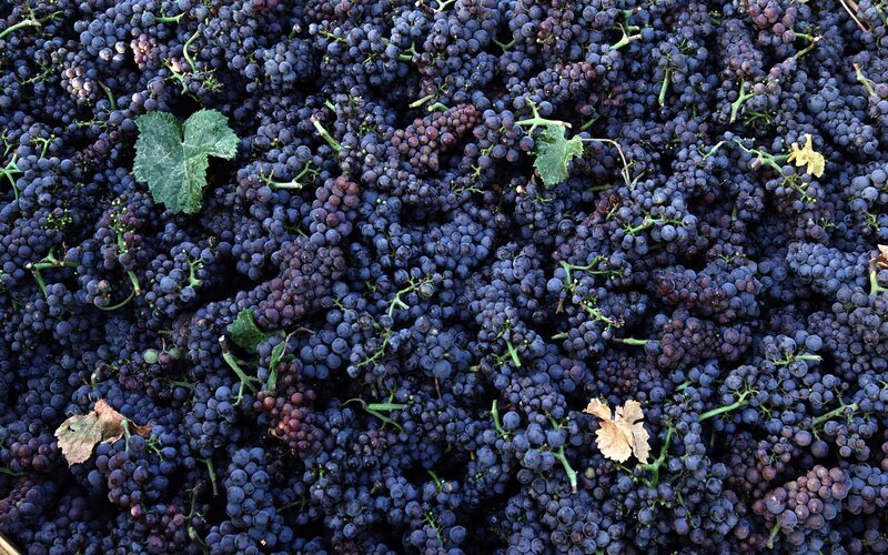 Harvested Red Grapes