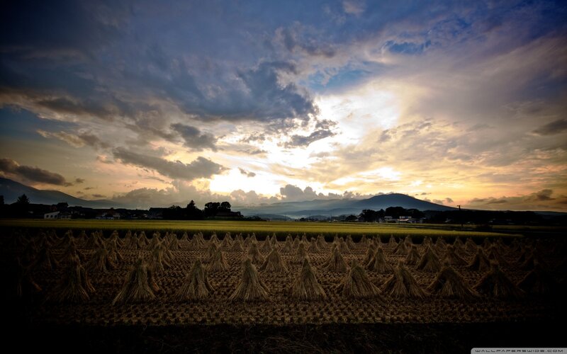 Harvested Rice Bundles