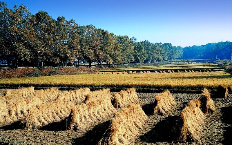 Harvested Rice Bundles — Yellow, Serene
