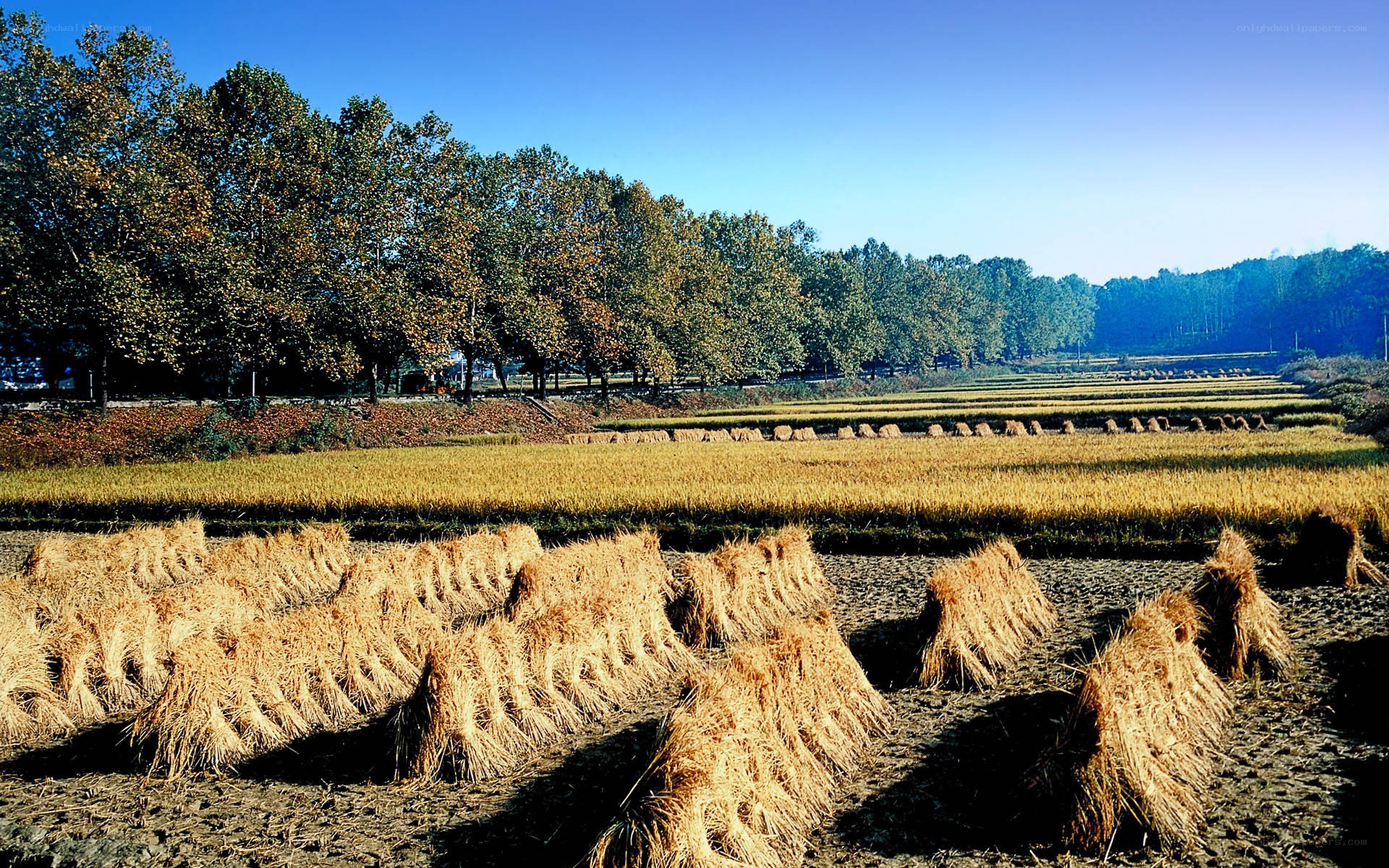 Harvested rice fields in autumn
