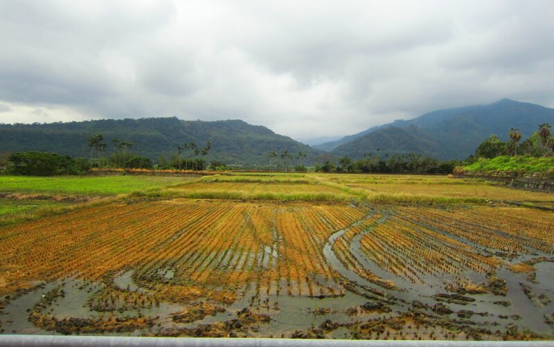 Harvested Rice Fields