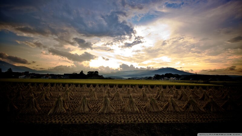 Harvested Rice Stalks