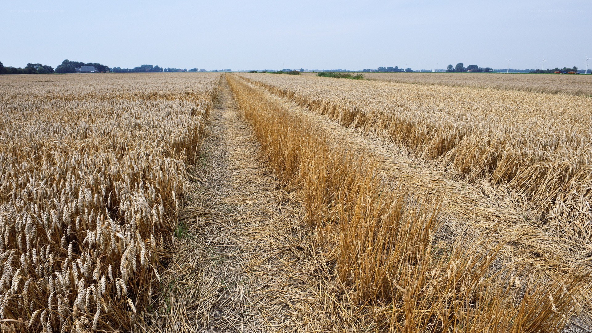Harvested wheat field