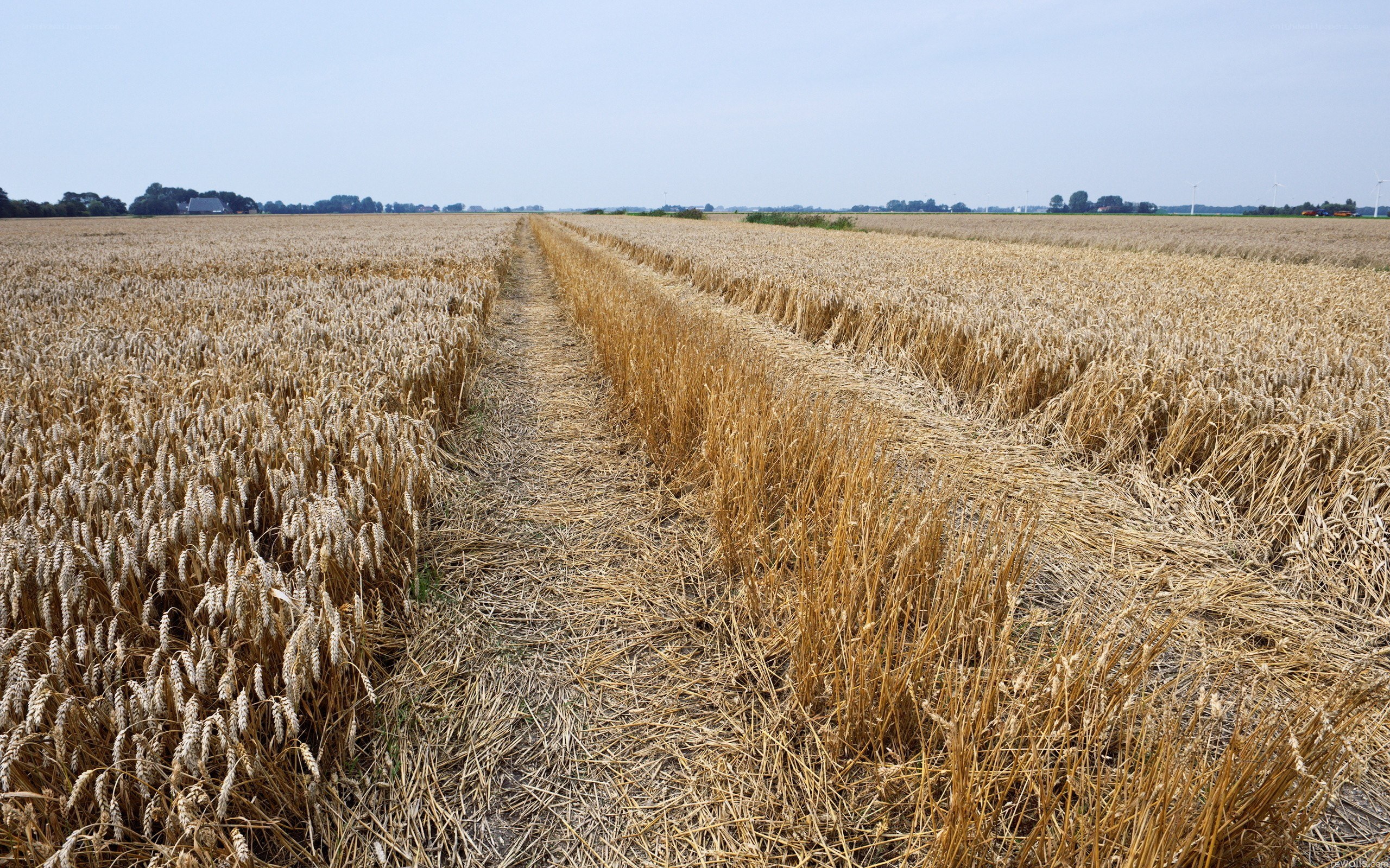 Harvested wheat field