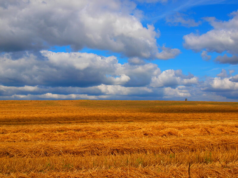 Harvested Wheat Field — Blue, Dramatic, Afternoon