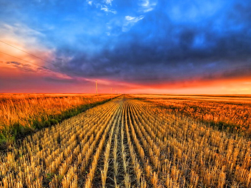 Harvested Wheat Field — Blue, Dramatic