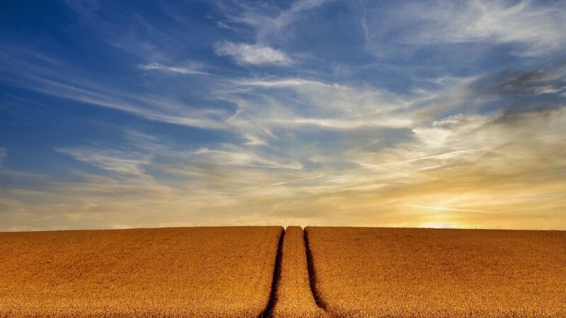 Harvested Wheat Field — Blue, Serene, Sunset