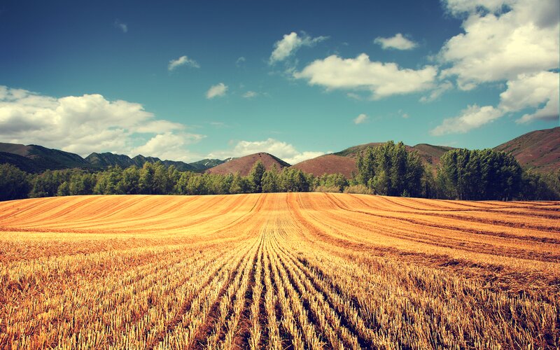 Harvested Wheat Field — Blue, Serene