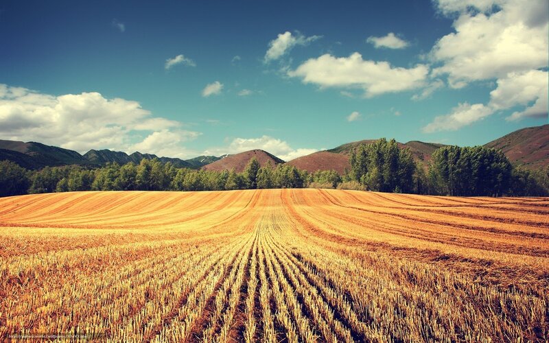Harvested Wheat Field — Blue