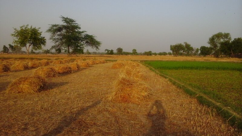 Harvested Wheat Field — Brown, Calm