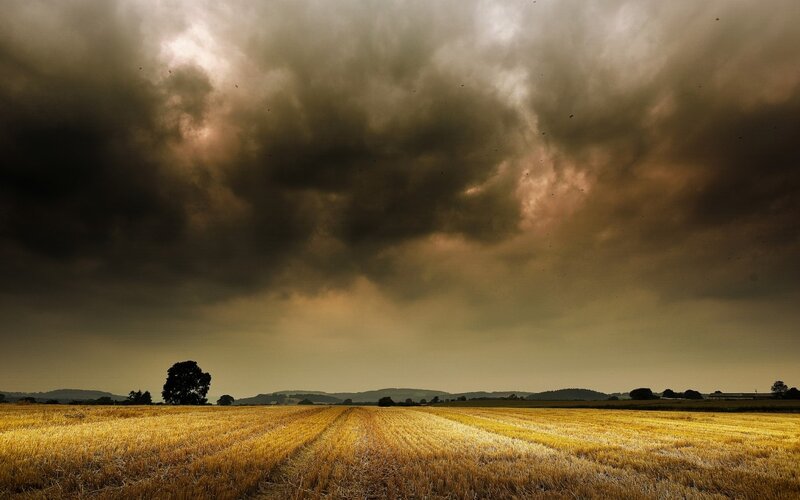 Harvested Wheat Field — Brown, Dramatic, Afternoon