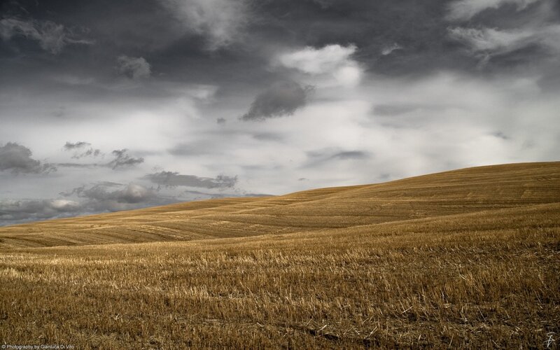 Harvested Wheat Field — Brown, Dramatic, Photograph