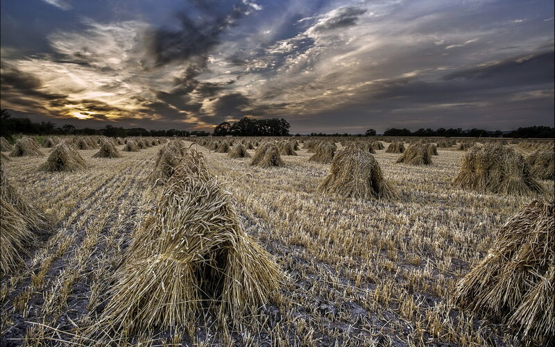 Harvested Wheat Field — Brown, Dramatic