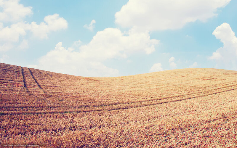 Harvested Wheat Field — Brown, Serene, Afternoon