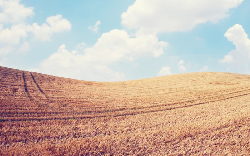 Harvested Wheat Field — Brown, Serene