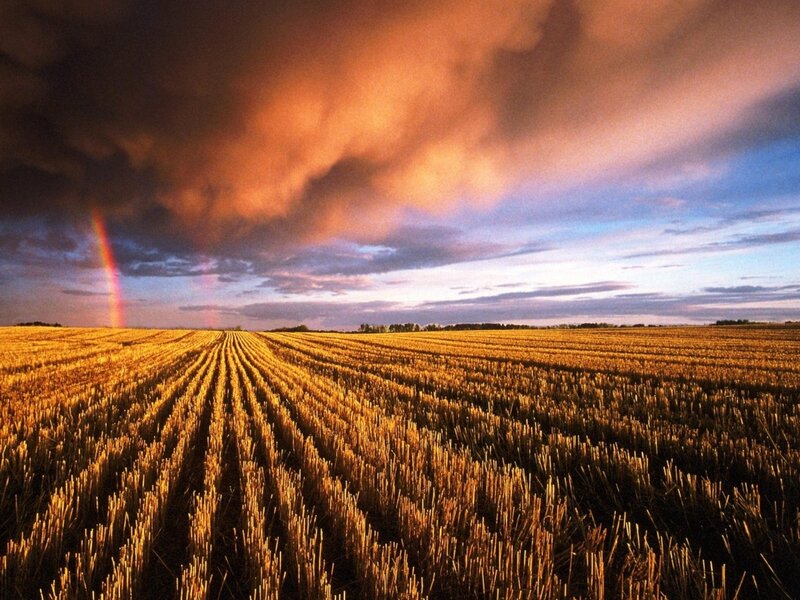 Harvested Wheat Field — Gold, Dramatic
