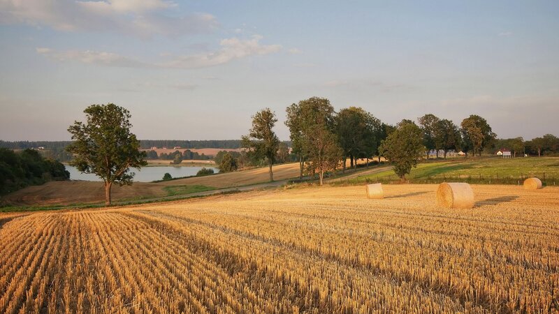Harvested Wheat Field — Gold, Serene, Sunset
