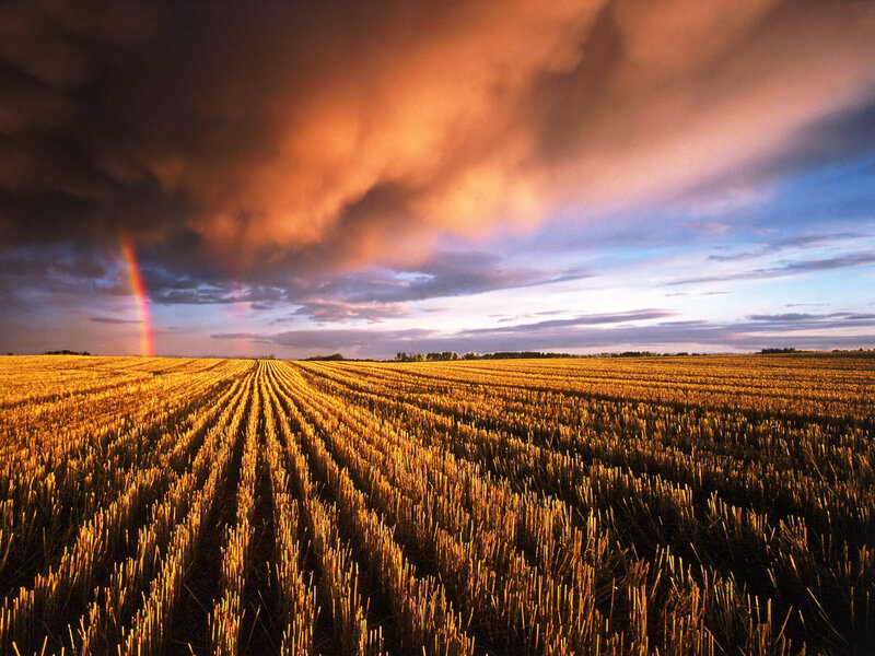 Harvested Wheat Field — Gold