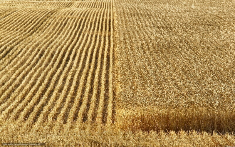 Harvested Wheat Field — Golden