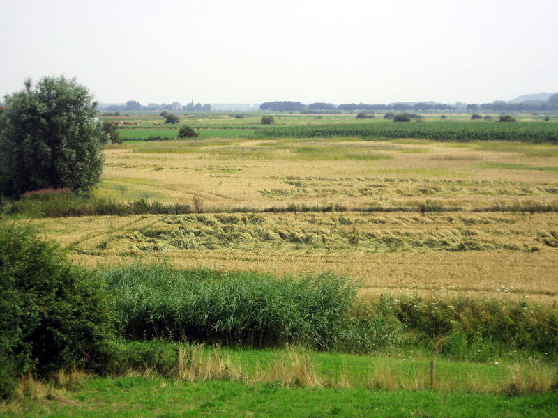 Harvested Wheat Field — Green