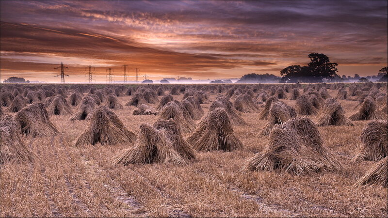 Harvested Wheat Field — Orange, Dramatic