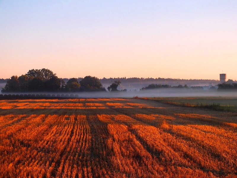 Harvested Wheat Field — Orange, Serene